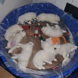 Samoyeds from Erwin Samoyed