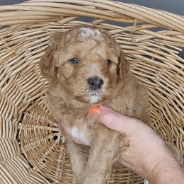 Jess - Red  male Goldendoodle puppy in Grovetown, Georgia from Snug-a-Doodles
