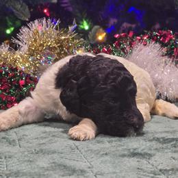 Girl 2 - Parti female Poodle puppy in Patterson, California from Paterson Poodles