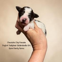 Chocolate Chip Pancake English - Chocolate female Goldendoodle puppy in Grove, Oklahoma from Guinn Family Farms