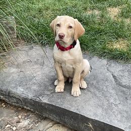 Jack Russell Terrier and Labrador Retriever Puppies from Canine Assist