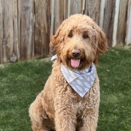 Willow - Goldendoodle