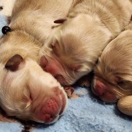 Irelyn Female - Golden female Golden Retriever puppy in Wauseon, Ohio from Golden Sunrise Retrievers