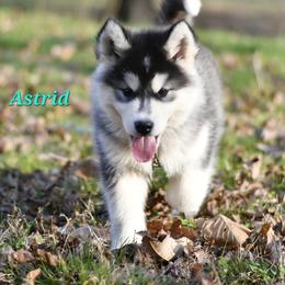 Alaskan Malamute Puppies from North Shore Alaskan Malamutes