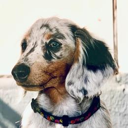 Dachshund Puppies from Meldox