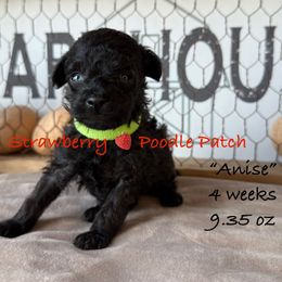 Anise - Black male Poodle puppy in Boyes, Montana from Strawberry Poodle Patch