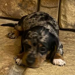 Maizey - Dapple female Dachshund puppy in Elizabethtown, Kentucky from Teeny Tiny Puppy Tails