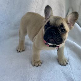 Girl 3 - Fawn and white female French Bulldog puppy in Malad, Idaho from Kellysbulldogs