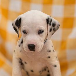Jack - White and black male Dalmatian puppy in Albuquerque, New Mexico from Renov Dalmatian Plantation