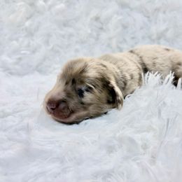 Heath - Chocolate and cream male Dachshund puppy in Sterling, Colorado from Country Chics Doxies