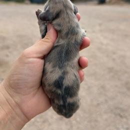 Lorelai - Dapple female Dachshund puppy in Gold Canyon, Arizona from Silverking Kennels
