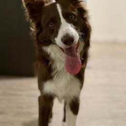 Border Collie Puppies from Ferguson Border Collies