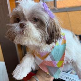 Star - Sable and white female Shih Tzu puppy in Victorville, California from RUMBLE n TUMBLE