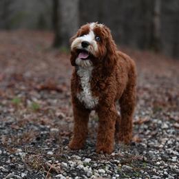 Tatum - Cavapoo