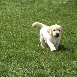 Labrador Retriever Puppies from Twisted Clovers LLC