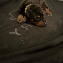 Boy 6 - Black and rust male Doberman Pinscher puppy in Elgin, Texas from New Horizons Kennels