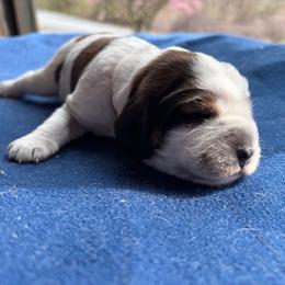 Cloyd - Tri-Roan male English Springer Spaniel puppy in Robesonia, Pennsylvania from Rogue Mountain Manor
