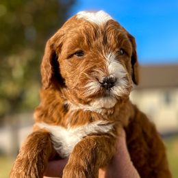 Cavapoo and Goldendoodle Puppies from A2Z Doodles