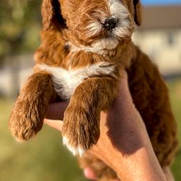 Cavapoo and Goldendoodle Puppies from A2Z Doodles