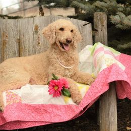 Rosie - Goldendoodle