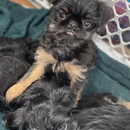 Wittle Man - Black and tan Brussels Griffon puppy in Elkland, Missouri from Hawk Pond Brussels Griffon