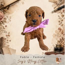 Fable - Red  female Goldendoodle puppy in Norcross, Georgia from Teddy Puppies