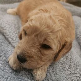 Goldendoodles from O.C. Goldendoodles Love