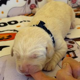 Finn - Yellow male Labrador Retriever puppy in Ft. Myers/Naples, Florida from Tiny Hiney Farm Labradors