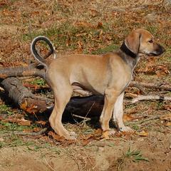 Saluki Puppies from Obi-Wan Salukis