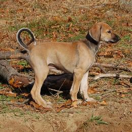 Saluki Puppies from Obi-Wan Salukis