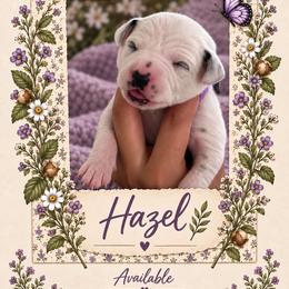 Hazel - White and black female Dalmatian puppy in Lehigh Acres, Florida from PupsMansion