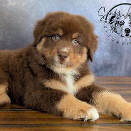 Godiva - Red tri-color female Australian Shepherd puppy in Fultonville, New York from Sandy Aussies & Pomeranians