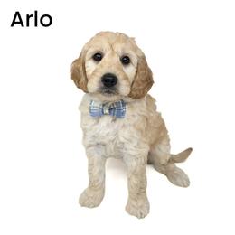 Arlo - Apricot male Goldendoodle puppy in Crawfordsville, Indiana from Winding Creek Ranch Doodles