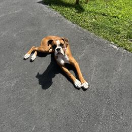 Boxer Puppies from Nala’s Pride