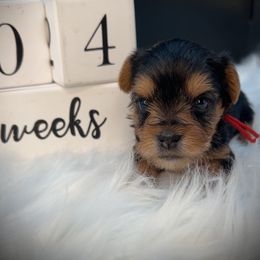 Girl 3 red collar - Black and tan female Yorkshire Terrier puppy in Machesney Park, Illinois from 3 Yorkie Family