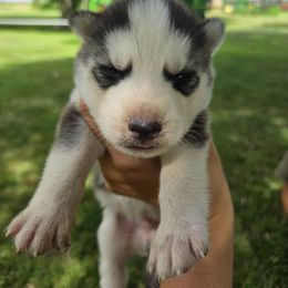 Boy 2 - Black and white male Siberian Husky puppy in Bingham, Illinois from Siberian Instincts Kennel