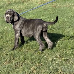 Sienna - Blue female Neapolitan Mastiff puppy in Canyon, Texas from Mastini Della Forte