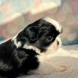 Creed - Black and white male Shih Tzu puppy in Morrisville, Missouri from Sweetbriar Shih Tzu