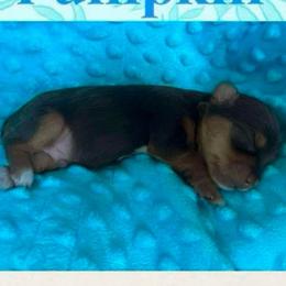 Pumpkin - Chocolate and tan Yorkshire Terrier puppy in Atlanta, Georgia from Vanessa Alvarez