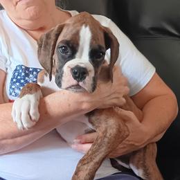 Boy 3 flashy brindle - Brindle male Boxer puppy in Morriston, Florida from Like The Wind Boxers
