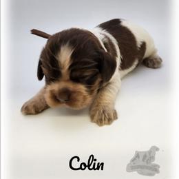 Colin - Sable and white male Cocker Spaniel puppy in Tecumseh, Oklahoma from Gambill's Cocker Spaniel Cuties