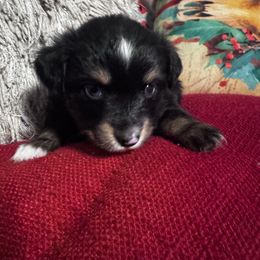 Home run - Black tri male Toy Australian Shepherd puppy in Mount Airy, North Carolina from Brickell Farms