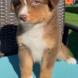 Coral - Red tri-color female Australian Shepherd puppy in Springfield, Oregon from Shelter Cove Aussies