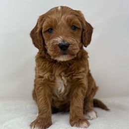 Sheldon - Red  male Goldendoodle puppy in Fleming, Colorado from Vandenbark Doodles
