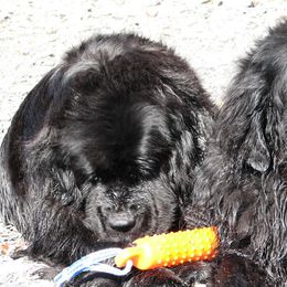 Newfoundlands from Neonates