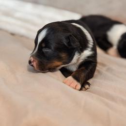 Ónix AKC - Black tri-color male Australian Shepherd puppy in Polk City, Florida from Skaky Shepherds