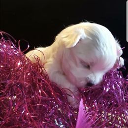 French Bulldog, Maltese, Poodle, and Yorkshire Terrier Puppies from Silver Lining