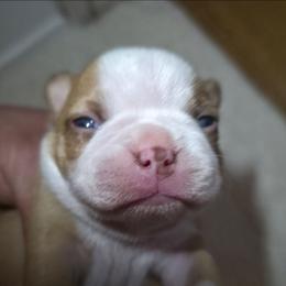 Tala - Red female Boston Terrier puppy in Kingsport, Tennessee from Irish Heart Bostons
