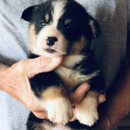 "Tri Male 2, EIC, VWD1 and DM Clear" Pembroke Welsh Corgi Puppies from Flyin H Corgi’s