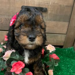 Bunny - Sable female Cockapoo puppy in Atco, New Jersey from Flannery’s lucky pup’s🍀